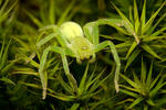 Green Huntsman Spider