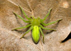 Green Huntsman Spider