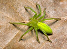 Green Huntsman Spider