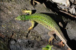 Green Lizard