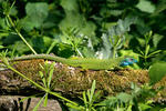 Green Lizard