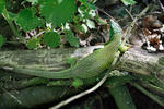 Green Lizard