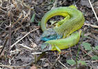 Green Lizard