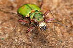 Green Tiger Beetle