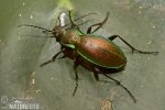 Green Tiger Beetle