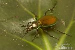 Green Tiger Beetle