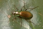 Green Tiger Beetle