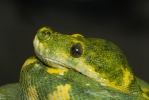 Green Tree Python