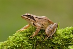 Grenouille agile