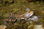 grenouille comestible