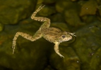 Grenouille de Pérez