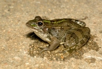 Grenouille de Pérez