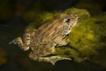 Grenouille de Pérez