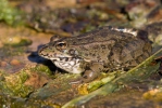 Grenouille de Pérez