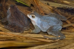 Grenouille des champs