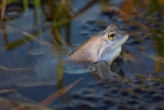 Grenouille des champs