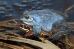 Grenouille des champs