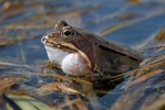 Grenouille rousse