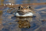 Grenouille rousse