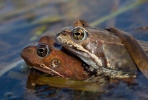 Grenouille rousse