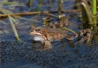 Grenouille rousse