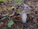 Grey Spotted Amanita