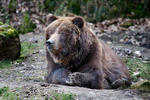 Grizzly Bear