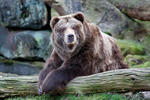 Grizzly Bear