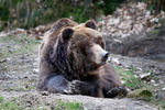 Grizzly Bear