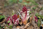 Groot hoefblad