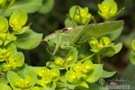 Grote groene sabelsprinkhaan