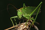 Grote groene sabelsprinkhaan