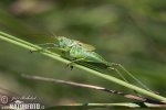 Grote groene sabelsprinkhaan