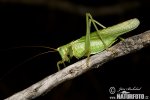 Grote groene sabelsprinkhaan