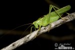 Grote groene sabelsprinkhaan