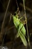 Grote groene sabelsprinkhaan