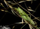 Grote groene sabelsprinkhaan