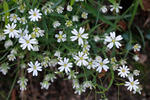 Grote muur plant