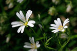 Grote muur plant