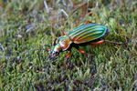 Ground Beetle