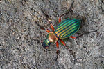 Ground Beetle