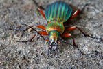 Ground Beetle