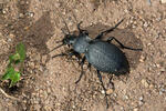 Ground Beetle