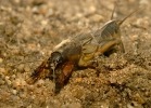 Gryllotalpa gryllotalpa