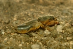 Gryllotalpa gryllotalpa