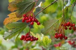 Guelder-rose