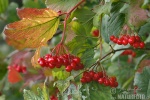 Guelder-rose