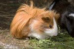 Guinea pig