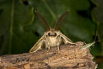 Gypsy Moth