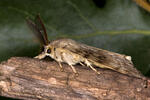 Gypsy Moth